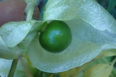 Physalis caudella