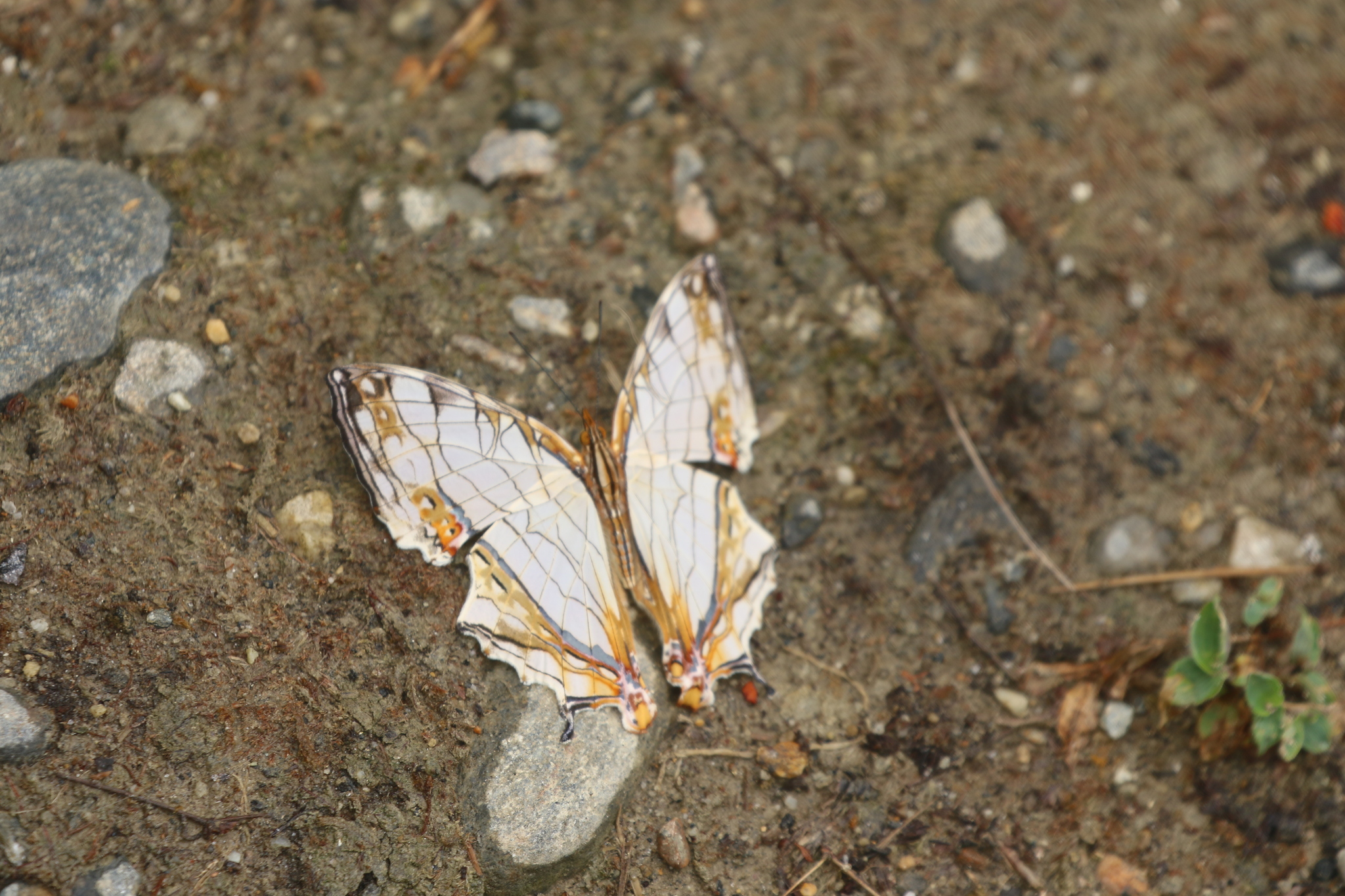 Map Butterfly