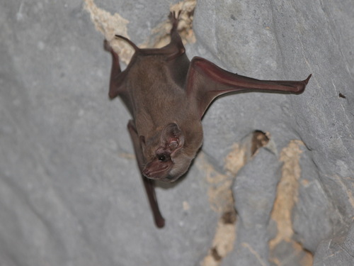 Black-bearded Tomb Bat
