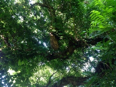 Apis mellifera ligustica