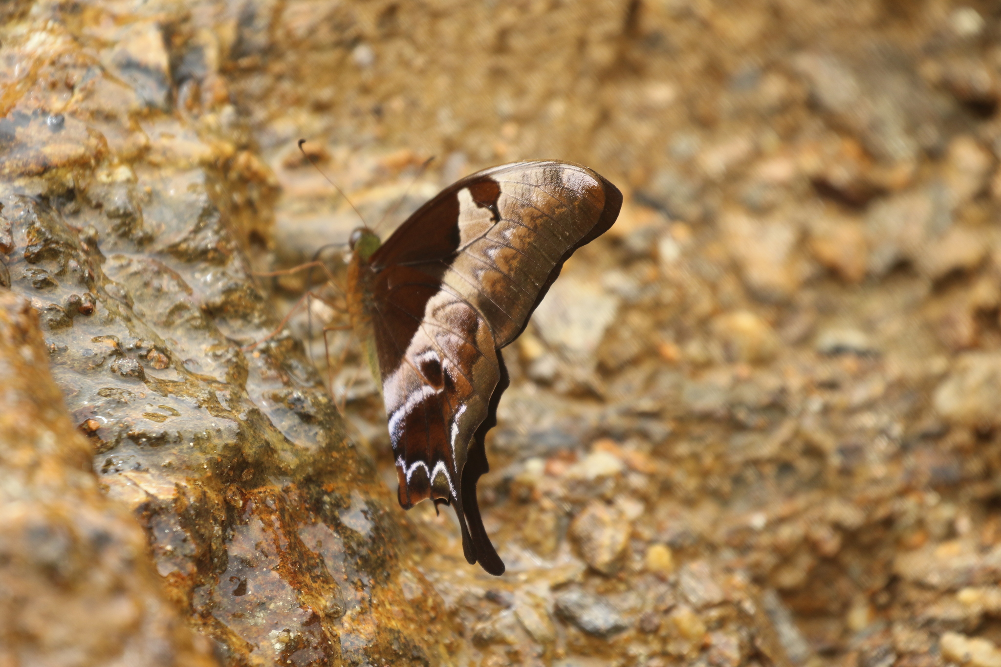 Brown Gorgon