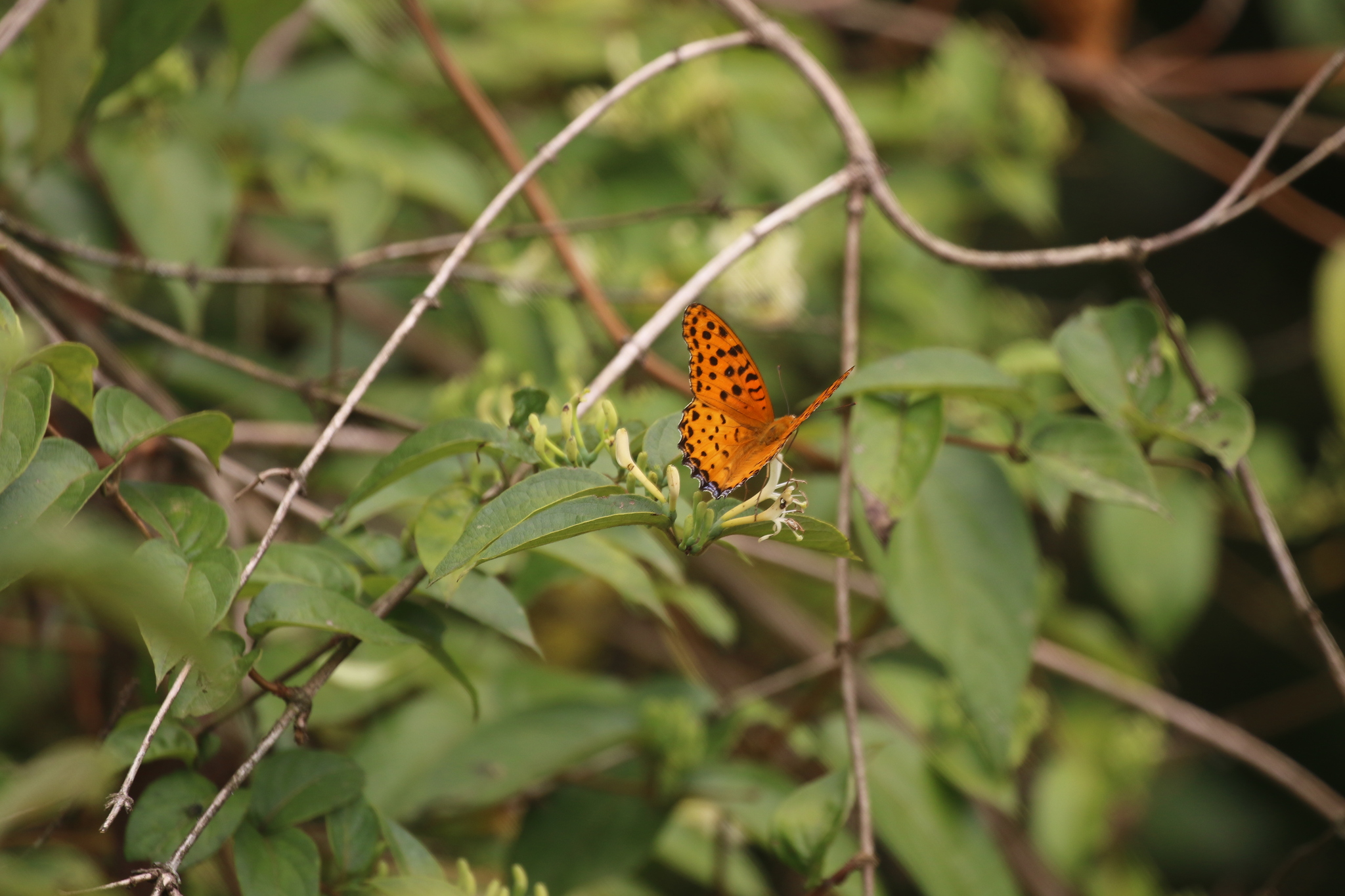Tropical Fritillary