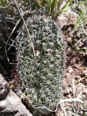 Mammillaria sheldonii