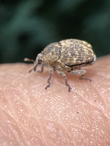 Acanthoscelidius acephalus photo 5