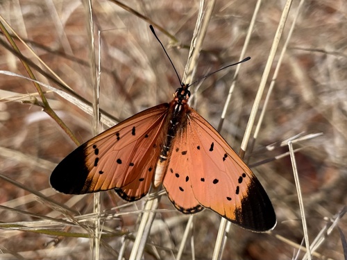 Stephenia caldarena caldarena