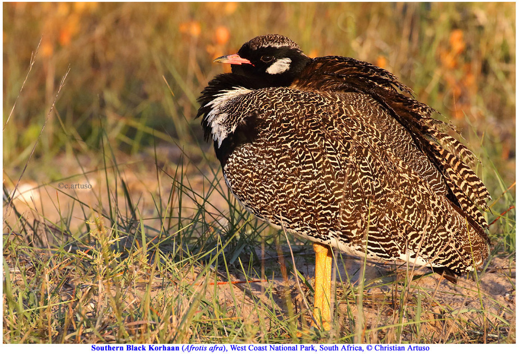 Southern Black Korhaan