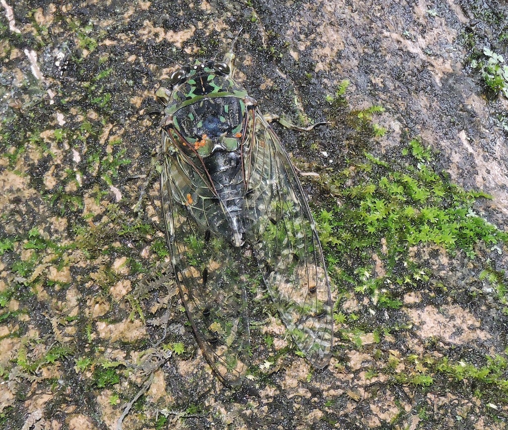 Hyalessa obnubila