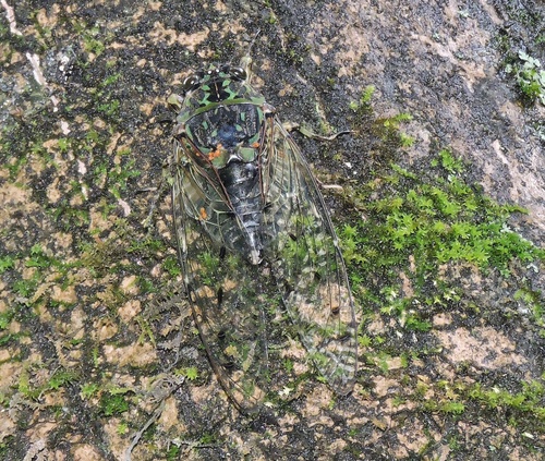 Hyalessa obnubila