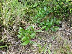 Veronica bishopiana
