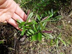 Veronica bishopiana