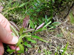 Veronica bishopiana