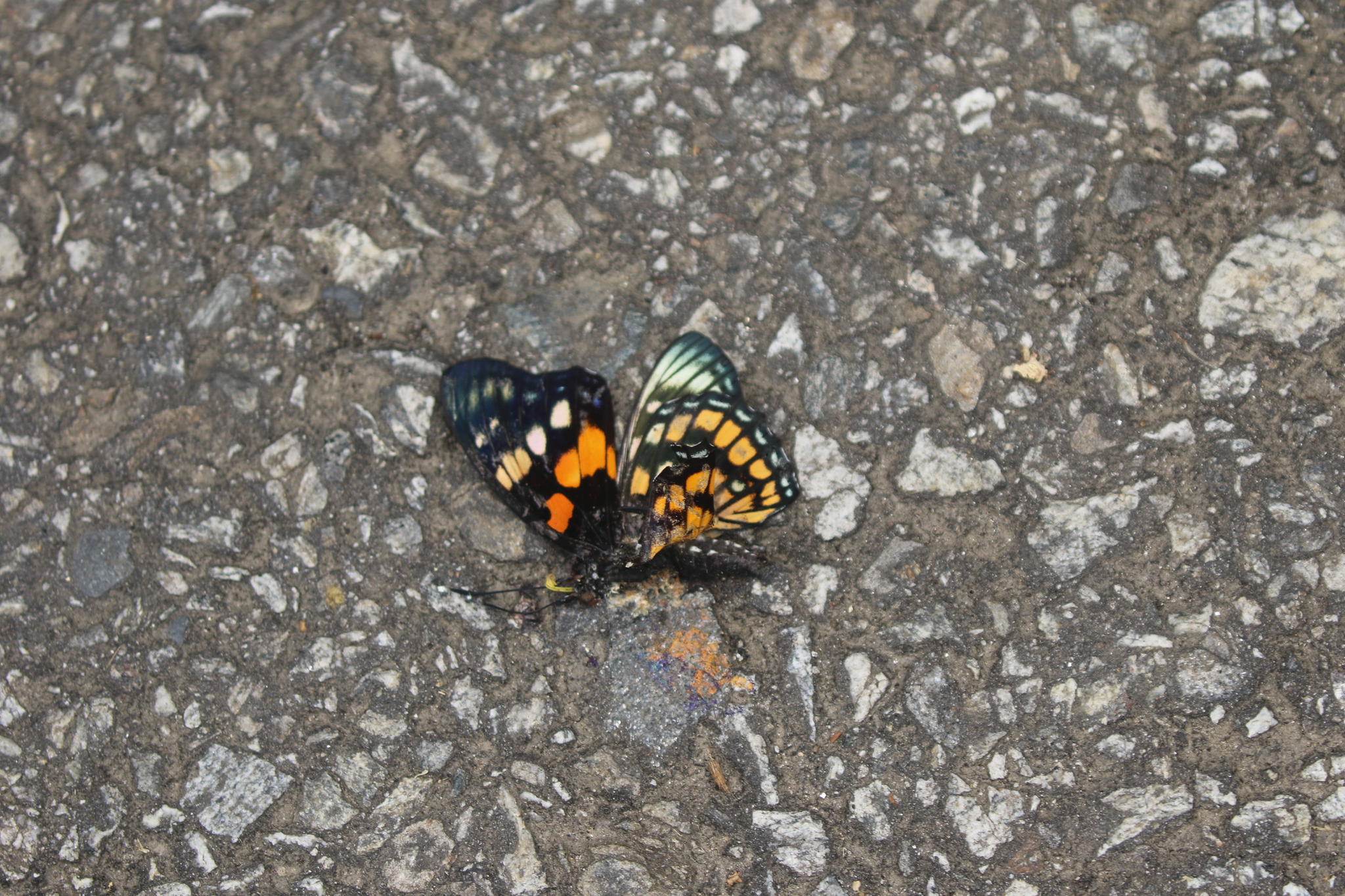 White-Spotted Courtier