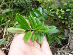 Veronica bishopiana