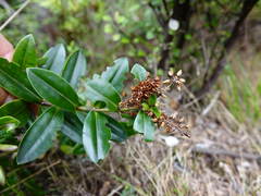 Veronica bishopiana