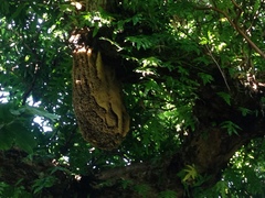 Apis mellifera ligustica