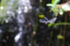 Zygonyx natalensis
