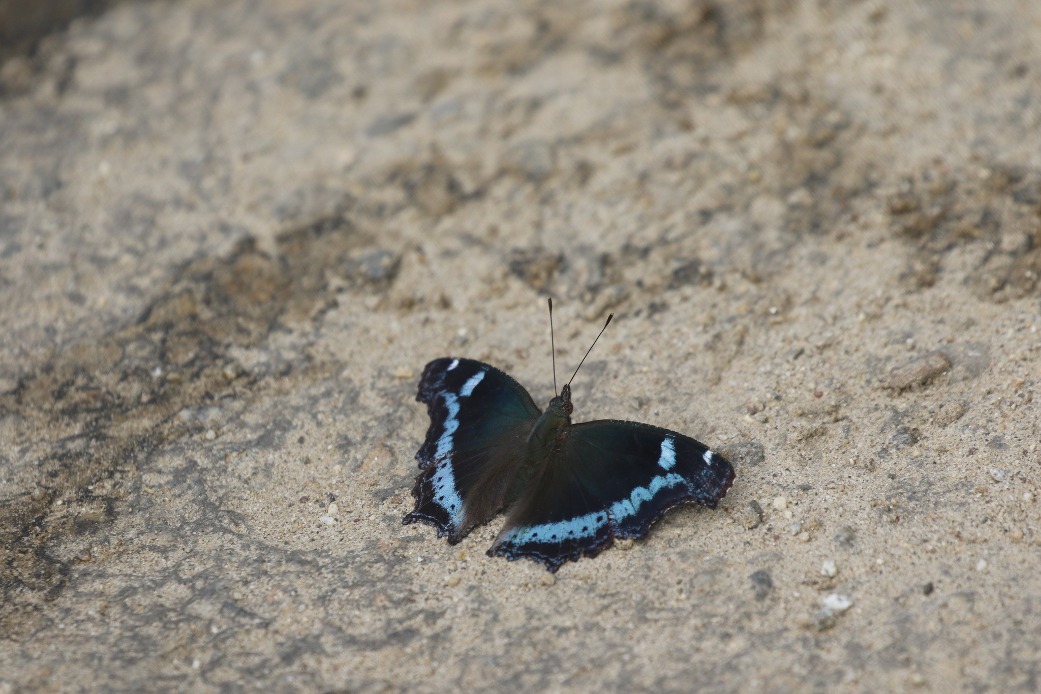 Blue Admiral