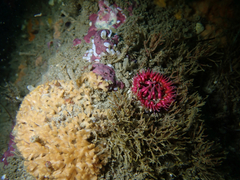 Urticina mcpeaki