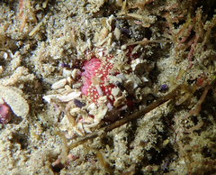 Urticina mcpeaki