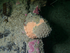 Eudistoma psammion