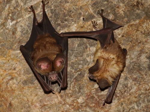 Large Asian Leaf-nosed Bat