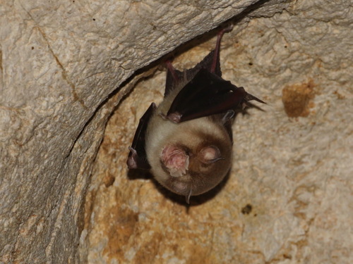 Stoliczka's Asian Trident Bat
