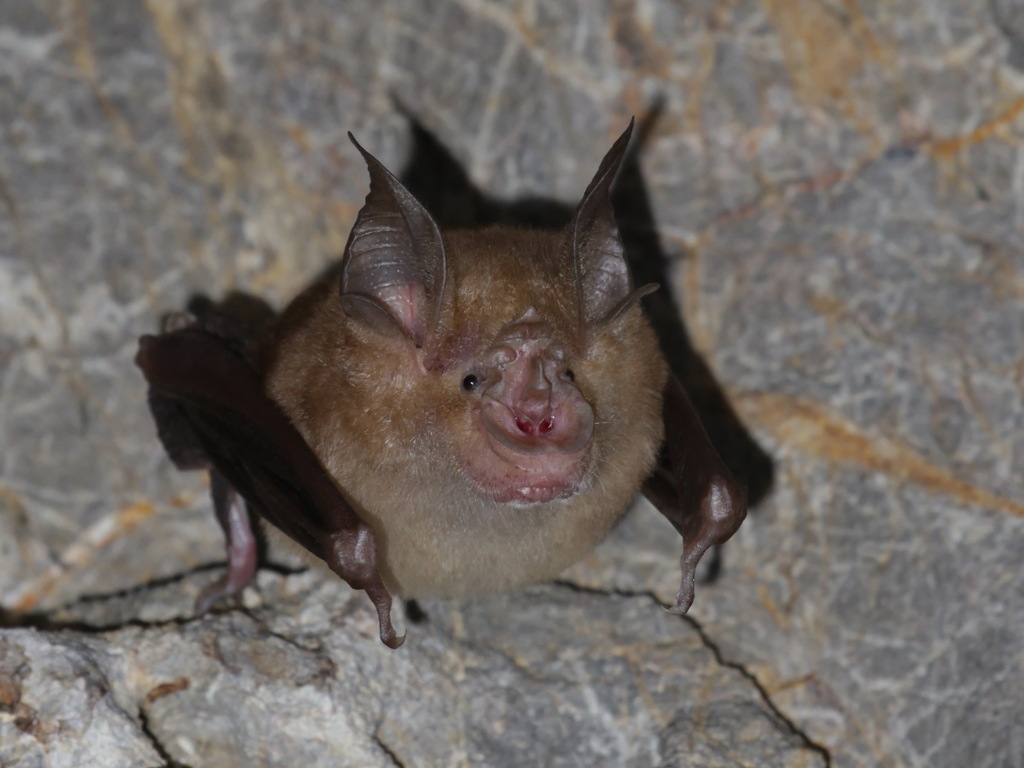 Thomas's Horseshoe Bat