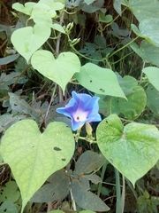 Ipomoea parasitica