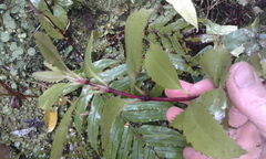 Ascarina lucida lucida