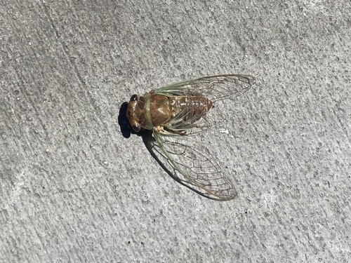Citrus Cicada photo 3
