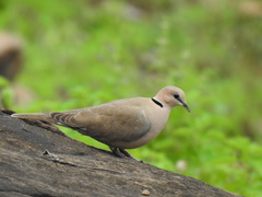 Streptopelia vinacea