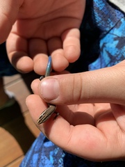Plestiodon tetragrammus brevilineatus