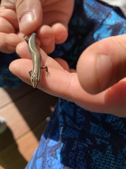 Plestiodon tetragrammus brevilineatus