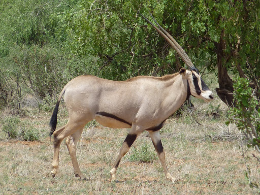 Beisa Oryx