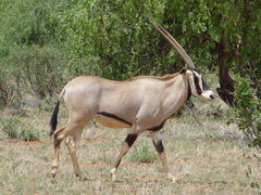 Oryx beisa
