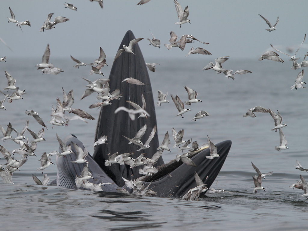 Bryde's whale lunge feeding surrounded by seabirds