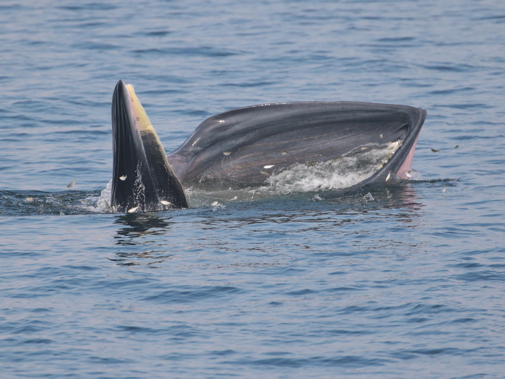 Bryde's whale lunge feeding with mouth wide open