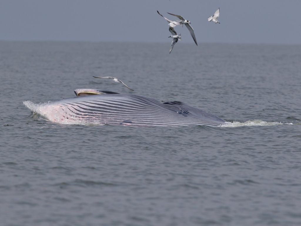 Bryde's Whale