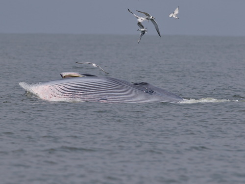 Bryde's Whale