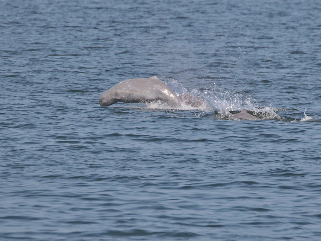 Pale Irrawaddy dolphin surfacing with a splash in Thailand