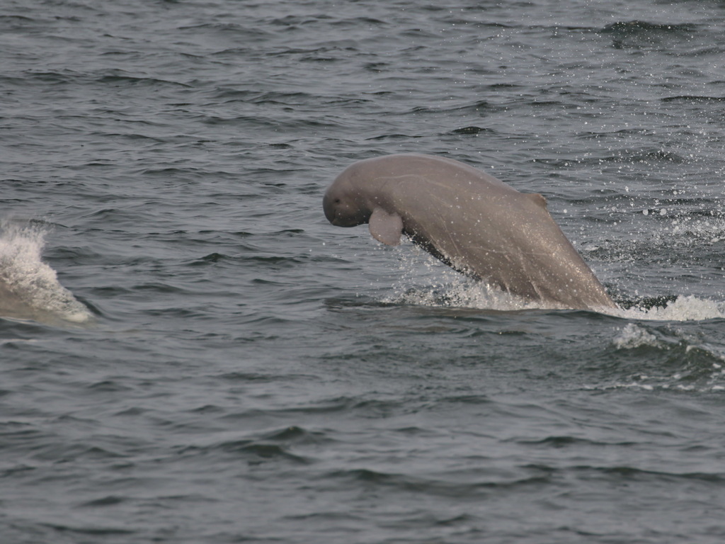 Irrawaddy dolphin rising from the water, showing its round head