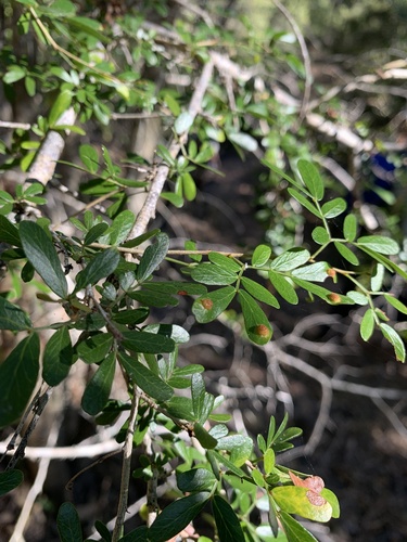 Archidendropsis thozetiana observed 2025-07-20