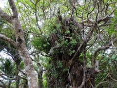 Pittosporum cornifolium