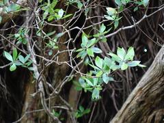 Pittosporum cornifolium