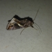 Chrysodeixis