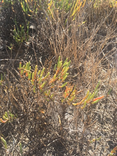 iNaturalist observation photo of Salicornieae