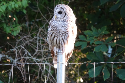 Barred Owl