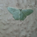 Hemitheini