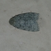 Lepidoptera