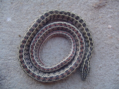 Lygophis anomalus